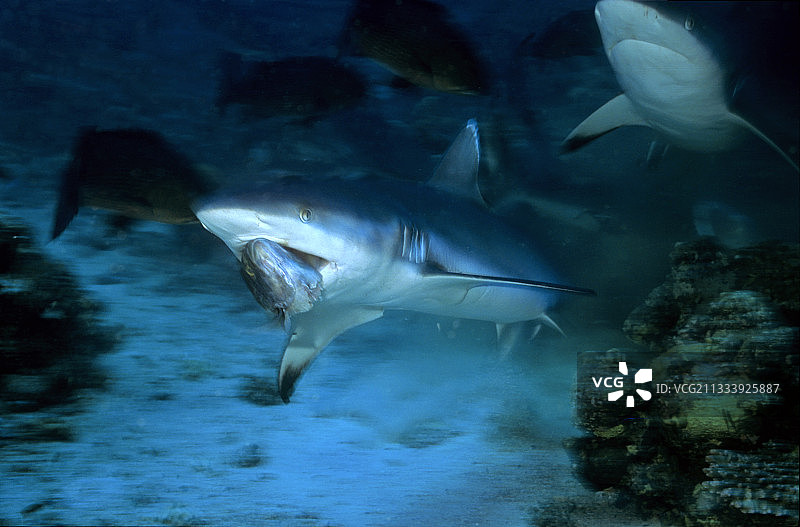 灰礁鲨袭击，沙阿卜鲁米，红海，苏丹图片素材