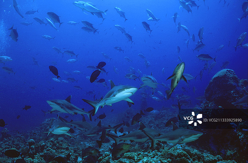 苏丹红海的灰礁鲨图片素材