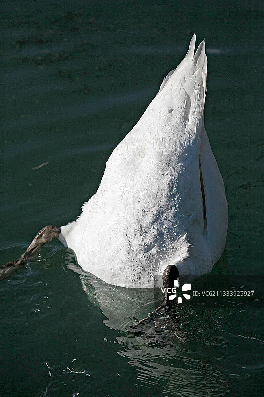 天鹅潜水捕食藻类，瑞士比尔湖图片素材