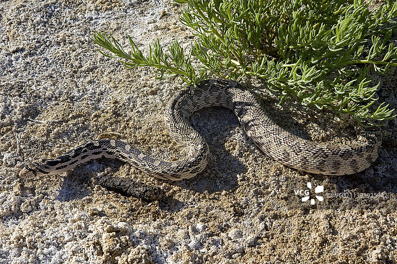 大盆地地鼠蛇，美国加利福尼亚莫诺湖图片素材