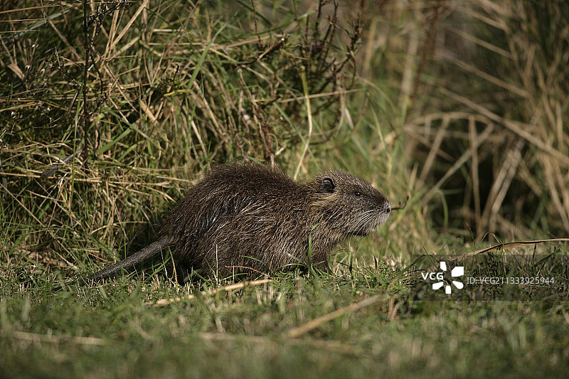 法国草地海狸鼠图片素材