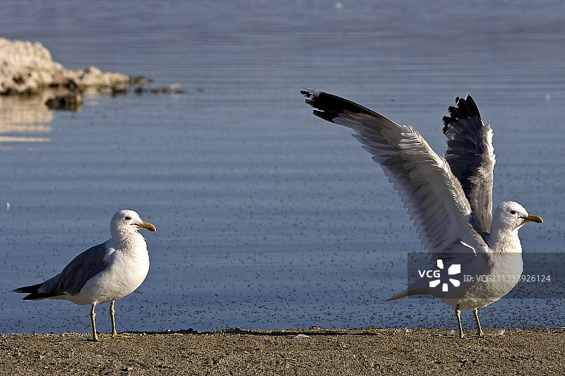 加州海鸥，美国加利福尼亚州莫诺湖图片素材