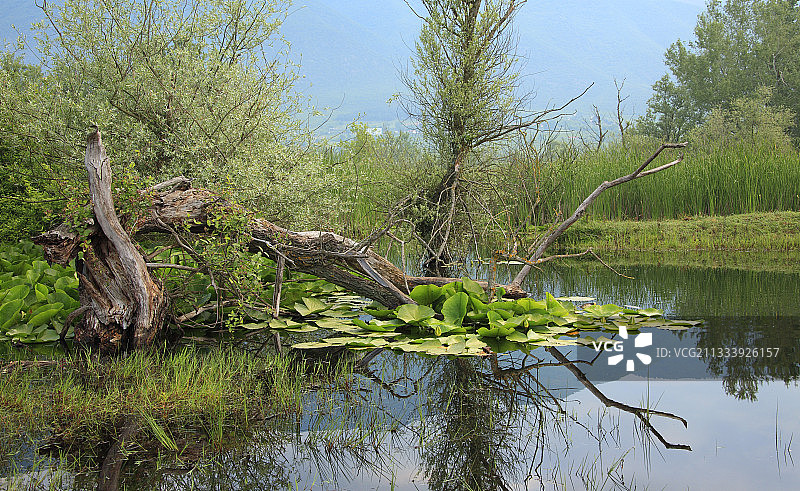 希腊凯尔基尼湖沼泽景色图片素材
