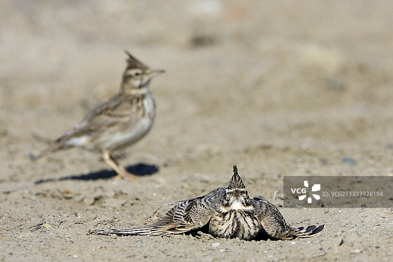 男人请求女人（第二次）图片素材
