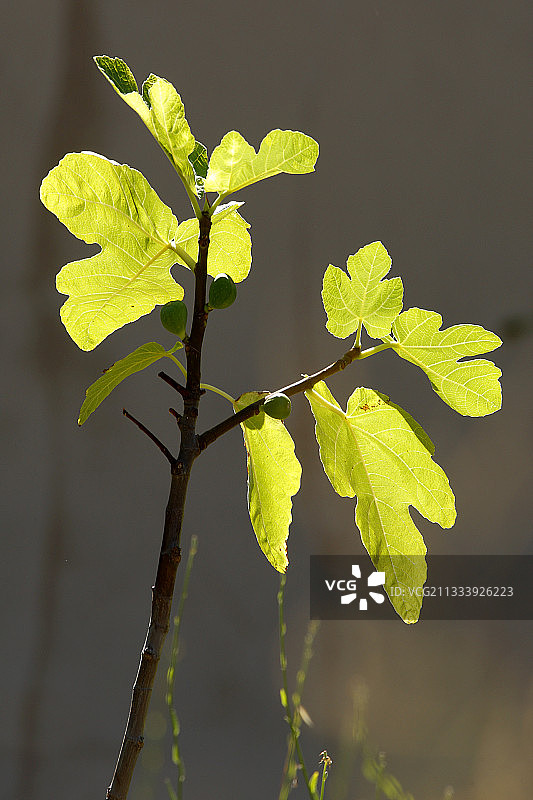 逆光下的法国普罗旺斯无花果叶图片素材