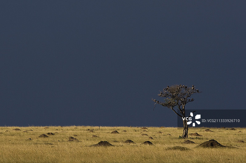 肯尼亚马赛马拉野生动物保护区平原图片素材