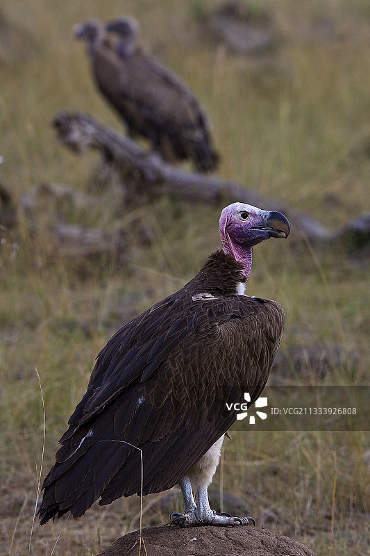 落在肯尼亚马赛马拉稀树草原上的皱脸秃鹫图片素材