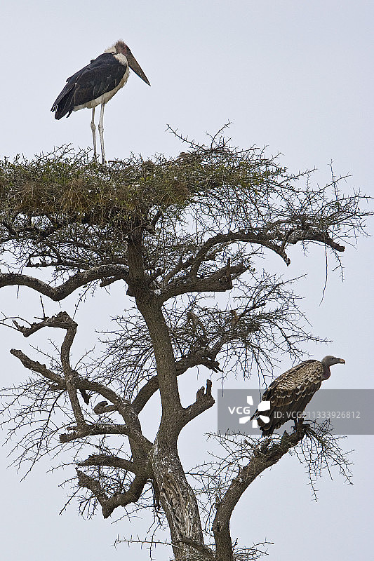 马赛马拉的秃鹳和R7pell的兀鹫图片素材