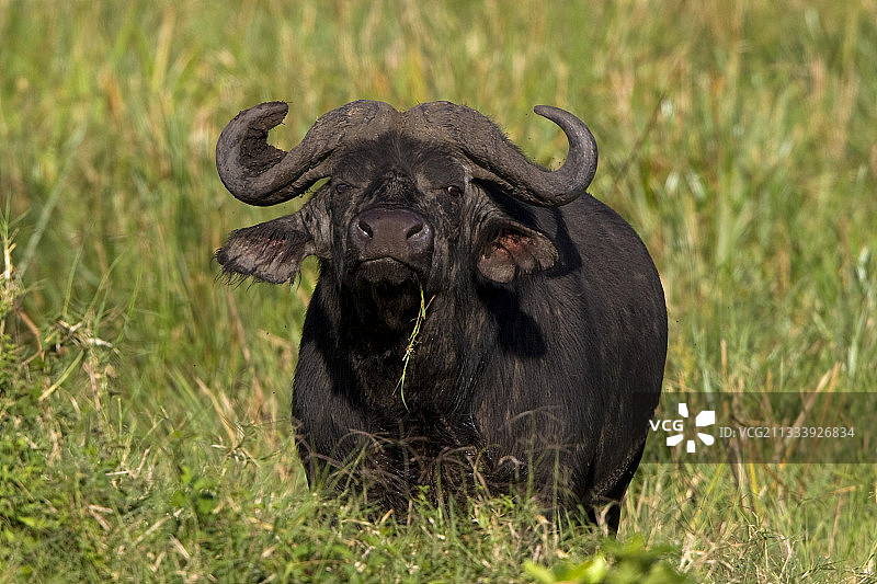 在肯尼亚马赛马拉草原上吃草的非洲水牛图片素材