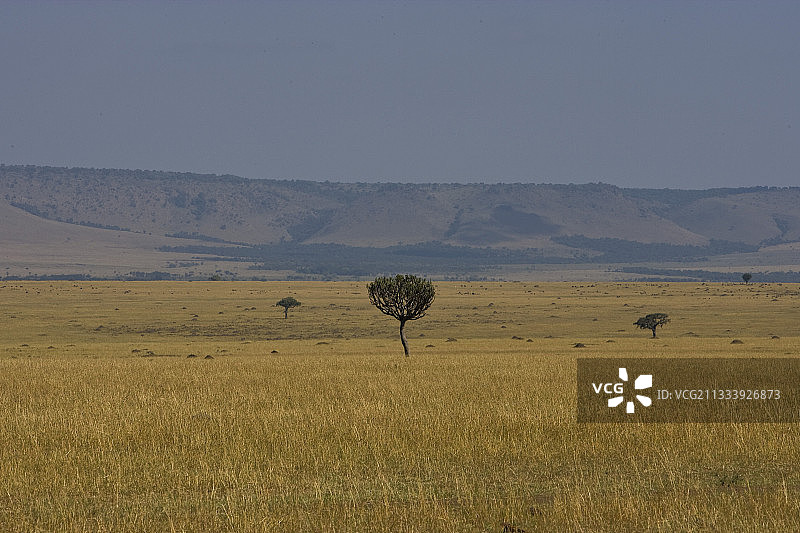 肯尼亚马赛马拉禁猎区平原景观图片素材