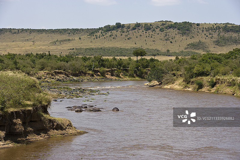 肯尼亚马赛马拉，在马拉河中沐浴的河马图片素材