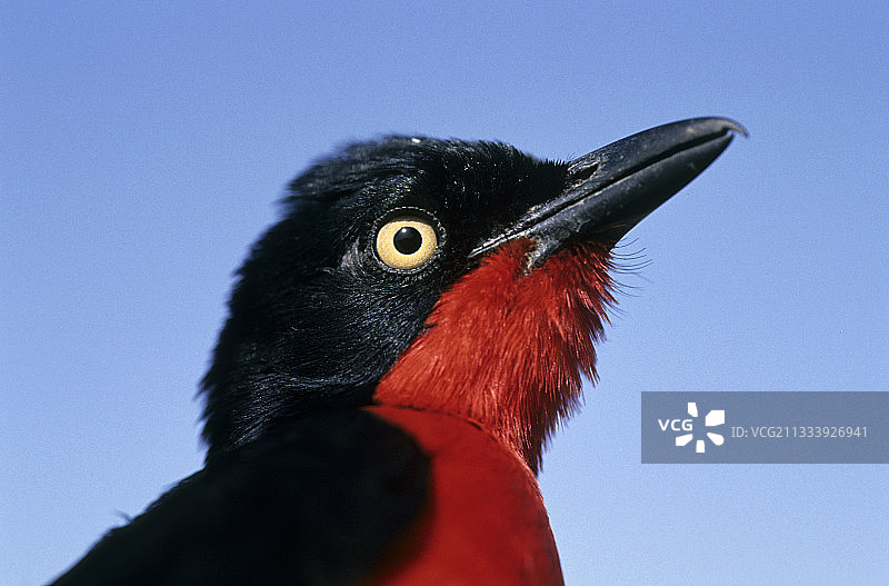 中非共和国黑头非洲林鵙肖像照图片素材