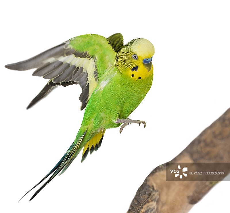 虎皮鹦鹉落在树枝上图片素材