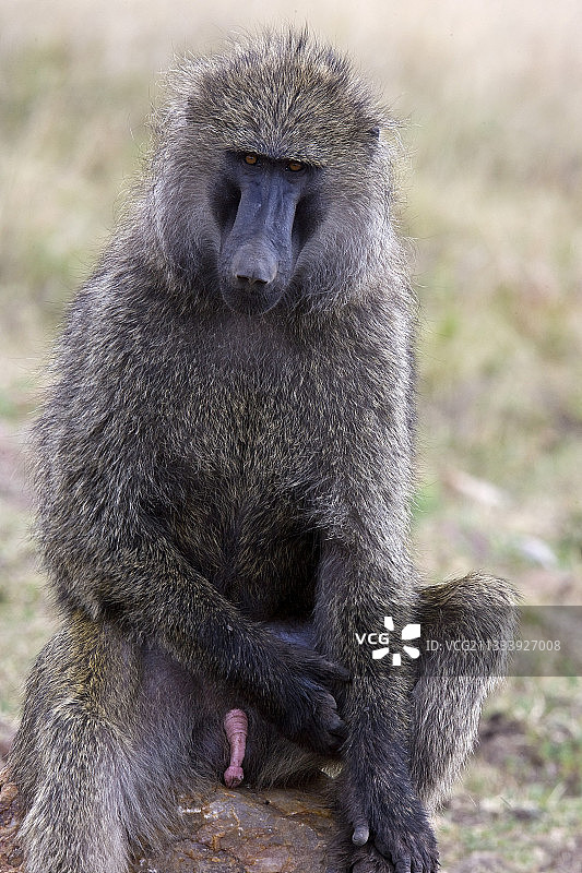 坐在肯尼亚马赛马拉地上的黄狒狒图片素材