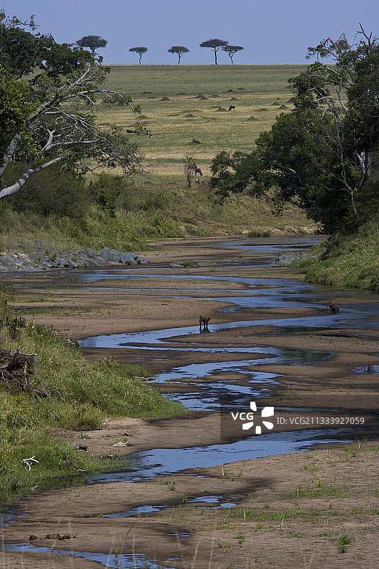 肯尼亚马赛马拉禁猎区中的河流图片素材