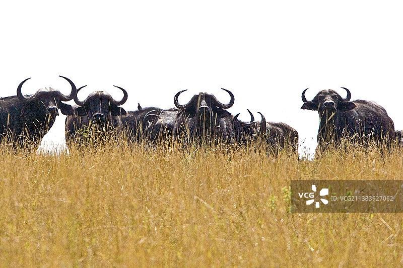 在马赛马拉大草原上受惊的非洲野牛群图片素材