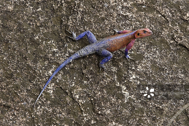 彩色崖蜥行走在肯尼亚马赛马拉的岩石上图片素材