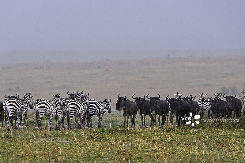 肯尼亚马赛马拉雨后的角马和斑马图片素材
