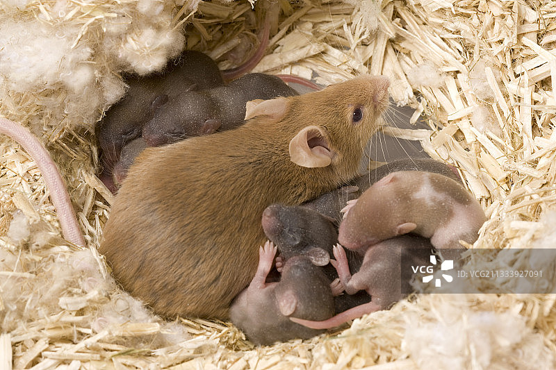 法国的家鼠及其幼崽在巢穴中图片素材