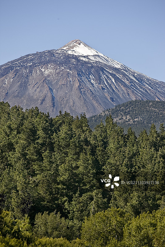 泰德峰特内里费岛加那利群岛的松树林图片素材