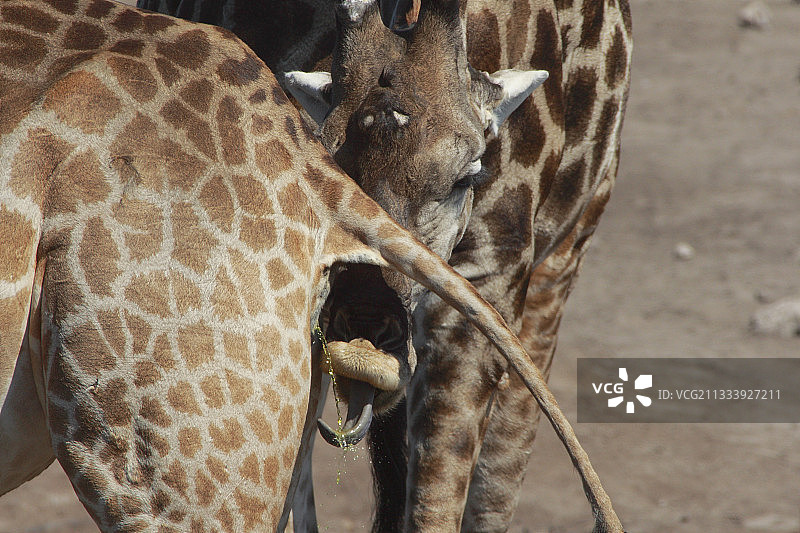 雄性长颈鹿品尝雌性尿液（纳米比亚）图片素材