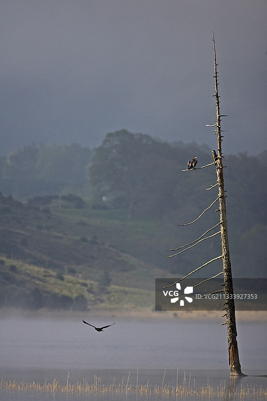 苏格兰湖中枯木上的普通鸬鹚图片素材