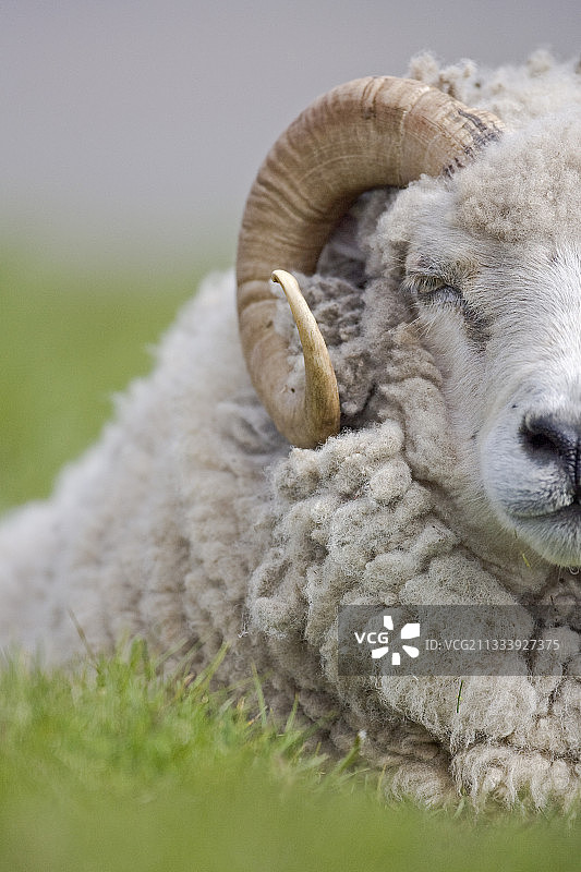 设特兰绵羊在Unst岛的草地上图片素材