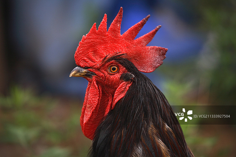 户外黑色鹦鹉画像图片素材