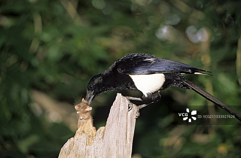 喜鹊捕食啮齿动物图片素材