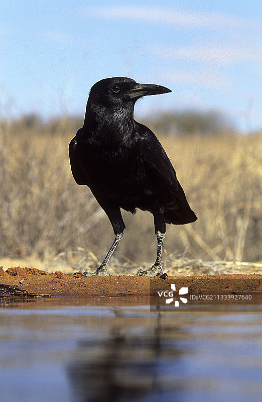 非洲乌鸦图片素材
