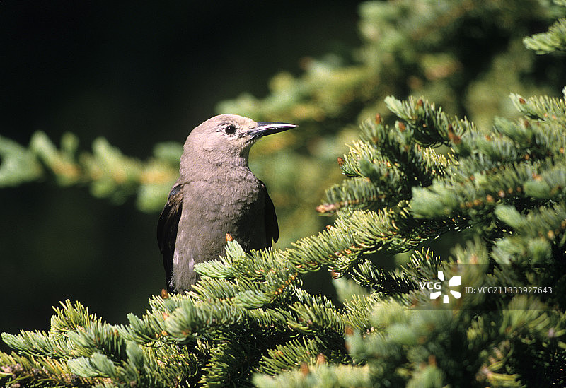 克拉克星鸦图片素材