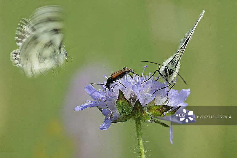 飞行中的大理石纹蝴蝶图片素材