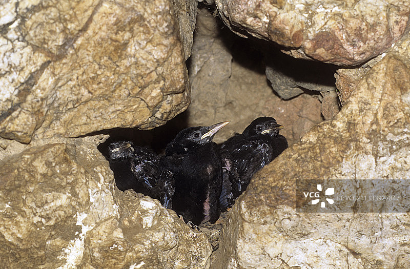 红嘴山鸦在巢穴图片素材