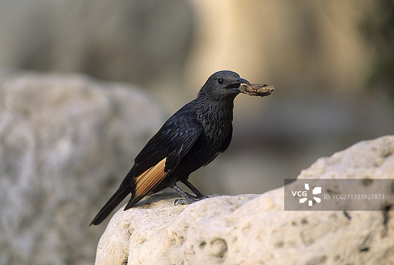 tristram’s grackle图片素材