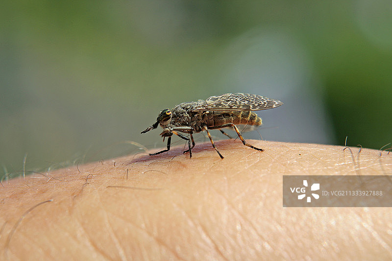 夏日里，马蝇落在男人的手臂上图片素材