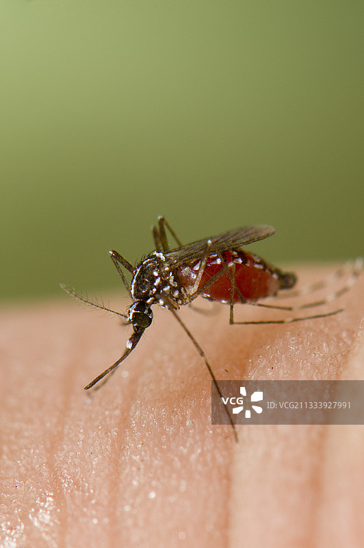 东南亚热带和亚热带地区特有物种，已成功适应较冷地区，可传播病原体和病毒，如西尼罗病毒、黄热病毒、圣路易斯脑炎、登革热和基孔肯雅热……图片素材