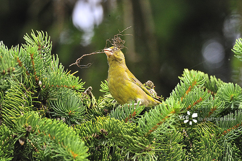 2008年6月图片素材