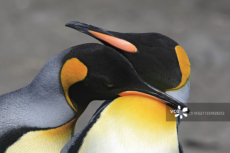 南乔治亚岛索尔兹伯里平原的国王企鹅肖像图片素材