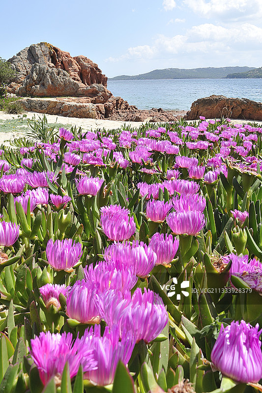 位置：靠近韦基奥港图片素材
