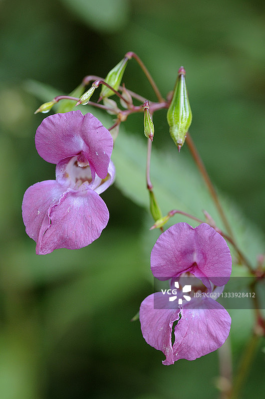 法国里瑙莱茵森林中的装饰凤仙花图片素材