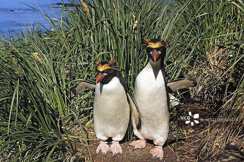 南乔治亚库珀湾植物通心粉企鹅图片素材