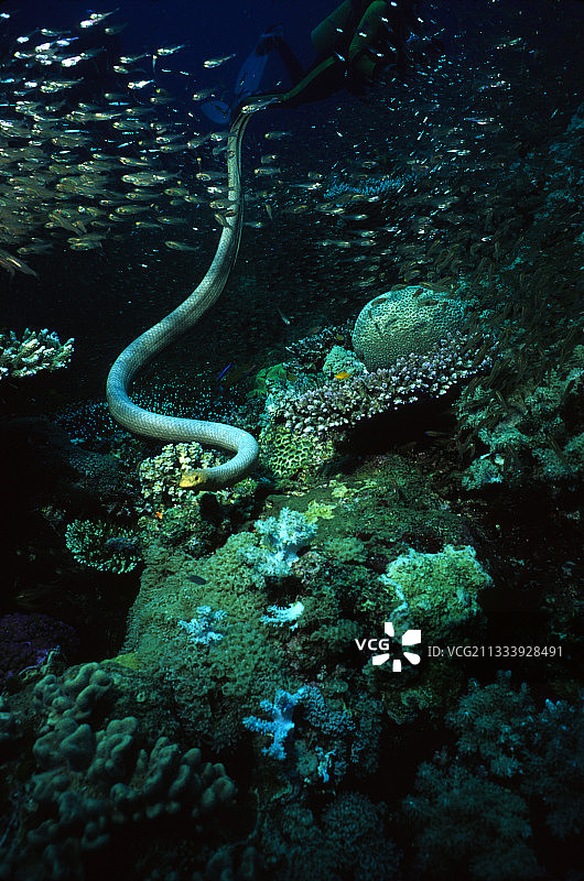 位置：蜥蜴岛图片素材