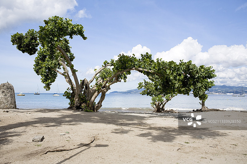 马提尼克岛海滩上的海葡萄图片素材