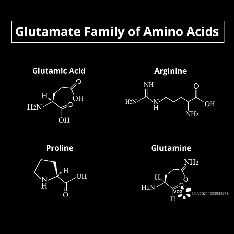 谷氨酸族氨基酸化学图片素材