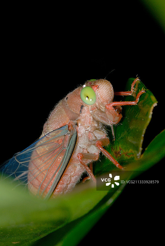 法属圭亚那树叶上的热带蝉图片素材