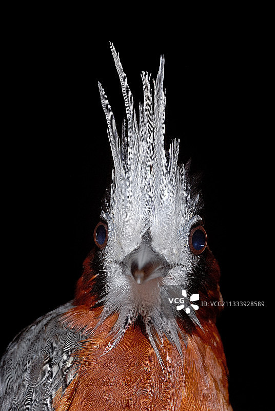 圭亚那白羽蚁鸟肖像图片素材