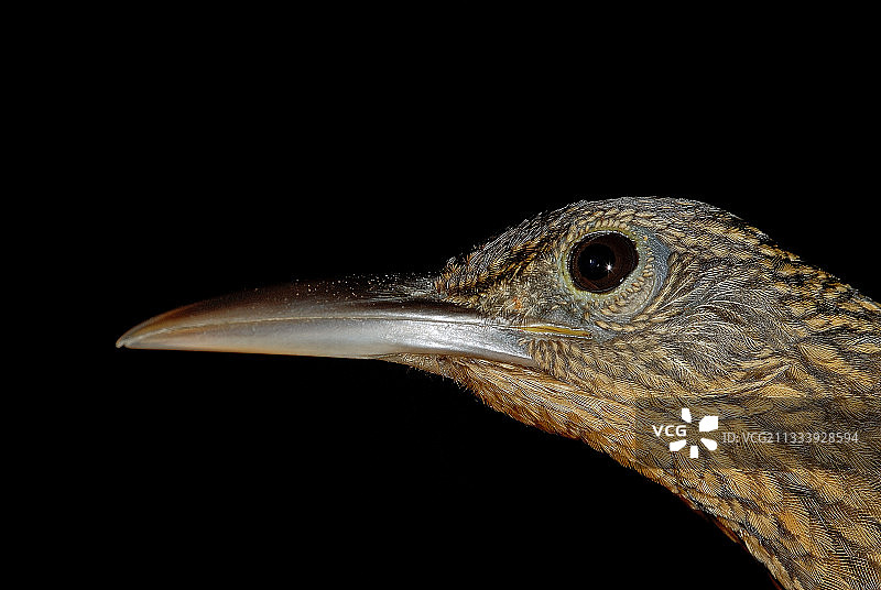 法属圭亚那栗腰旋木雀的肖像图片素材