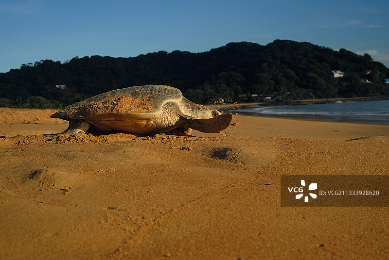 太平洋丽龟产卵后返回大海图片素材