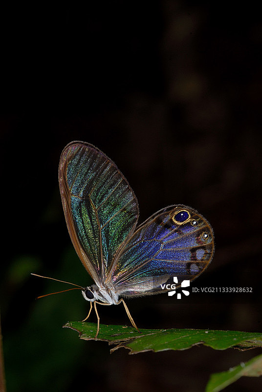 法属圭亚那叶片上的蝴蝶图片素材