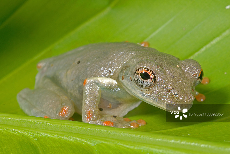 巨型阔头树蛙幼蛙，法属圭亚那图片素材